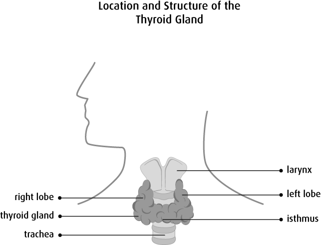 Thyroid Gland and its Location